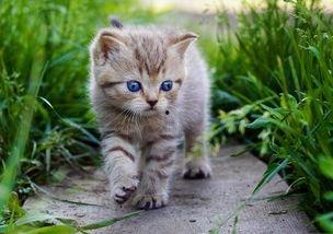 娱乐吃瓜酱牛奶猫,揭秘牛奶猫的神秘魅力  第2张 娱乐吃瓜酱牛奶猫,揭秘牛奶猫的神秘魅力  第2张