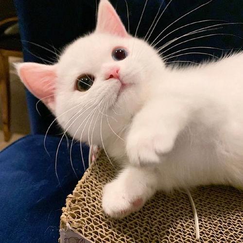 娱乐吃瓜酱牛奶猫,揭秘牛奶猫的神秘魅力  第3张 娱乐吃瓜酱牛奶猫,揭秘牛奶猫的神秘魅力  第3张