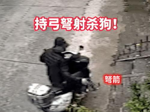 在线观看毒箭,揭秘暗流涌动的网络世界  第2张 在线观看毒箭,揭秘暗流涌动的网络世界  第2张